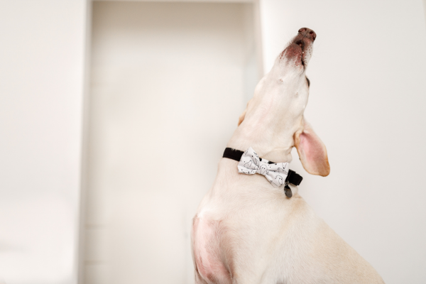 Perturbação do Sossego